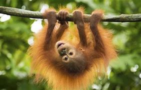Image result for Animals That Hang Upside Down