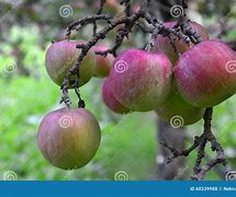 Image result for Apple Tree No Leaves