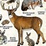 Image result for Missouri Animals