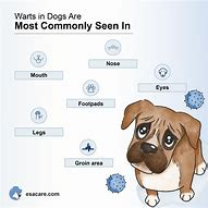 Image result for Wart On Dog's Ear