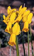 Image result for Narcissus Peeping Tom