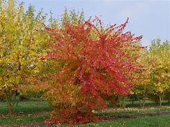 Image result for Acer buergerianum