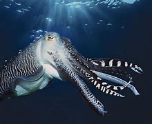 Image result for Marine Creatures
