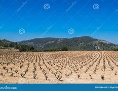 Image result for Diseases of Grape Vines