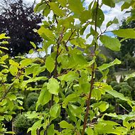 Image result for Prunus domestica Anna Späth