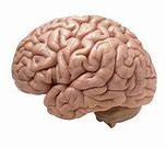 Image result for Human Brain Outline