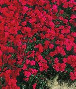 Image result for Red Leaf Ground Cover Plants