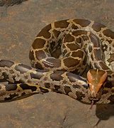 Image result for 10 Biggest Snakes in the World