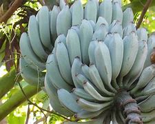 Image result for Banana Tree