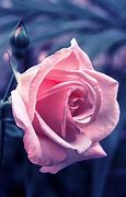 Image result for Pink Rose HD Wallpaper iPhone