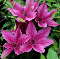 Image result for Clematis Darcy