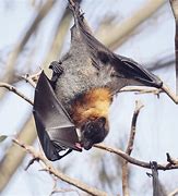 Image result for Fruit Bat Flying