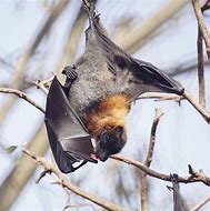 Image result for Albino Rousette Fruit Bat