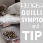 Image result for Do Hedgehogs Shed Quills