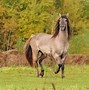 Image result for Grullo Horse