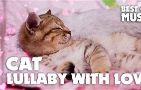 Image result for Lullabies Petco Cat
