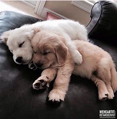 88 images about dogs on We Heart It | See more about dog, animal and puppy