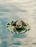 Image result for Frog Sitting On Lily Pad