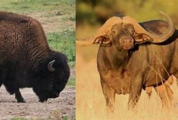 Image result for What Is the Difference Between a Bison and a Buffalo