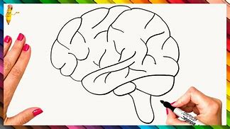 Image result for Brain Drawing Kids
