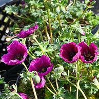 Image result for Geranium Jolly Jewel Purple