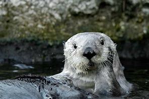 Image result for Sea Otter Ecosystem