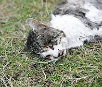 Image result for Dead White Cat