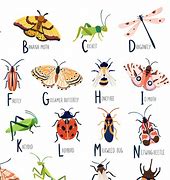 Image result for Letter I for Insect Clip Art