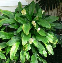 Image result for spathiphyllum