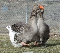 Image result for Dewlap Toulouse Geese Babies