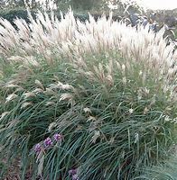 Image result for Miscanthus sin. Yakushima Dwarf