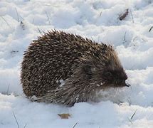 Image result for Winter Hedgehog
