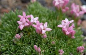 Image result for Asperula gussonii