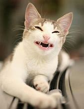 Image result for Funny Cat Smiling