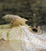 Image result for Isopod Parasite