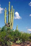 Image result for Cactus Forest