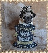 Image result for Pug New Year