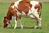 Image result for Beef Cattle Breeds in Botswana