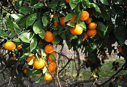 Image result for Satsuma Plants