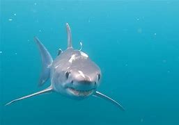 Image result for Real Shark On Plate