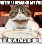 Image result for Hungry Cat Meme