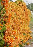 Image result for Evergreen Climbing Vine