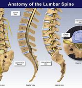 Image result for Lumbar Spine Anatomy