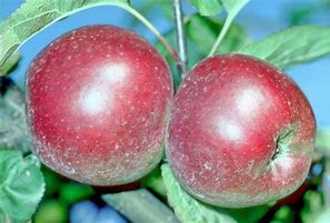 Image result for Spartan Apple Tree