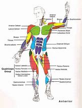 Image result for Muscle Comparison Chart