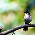 Image result for Bulbul Bird