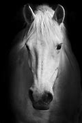 Image result for Horse Photography Prints