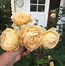 Image result for Golden Celebration Rose Plant