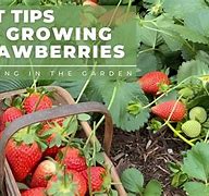 Image result for Strawberry Plant Climate