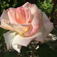 Image result for Pink Promise Hybrid Tea Rose